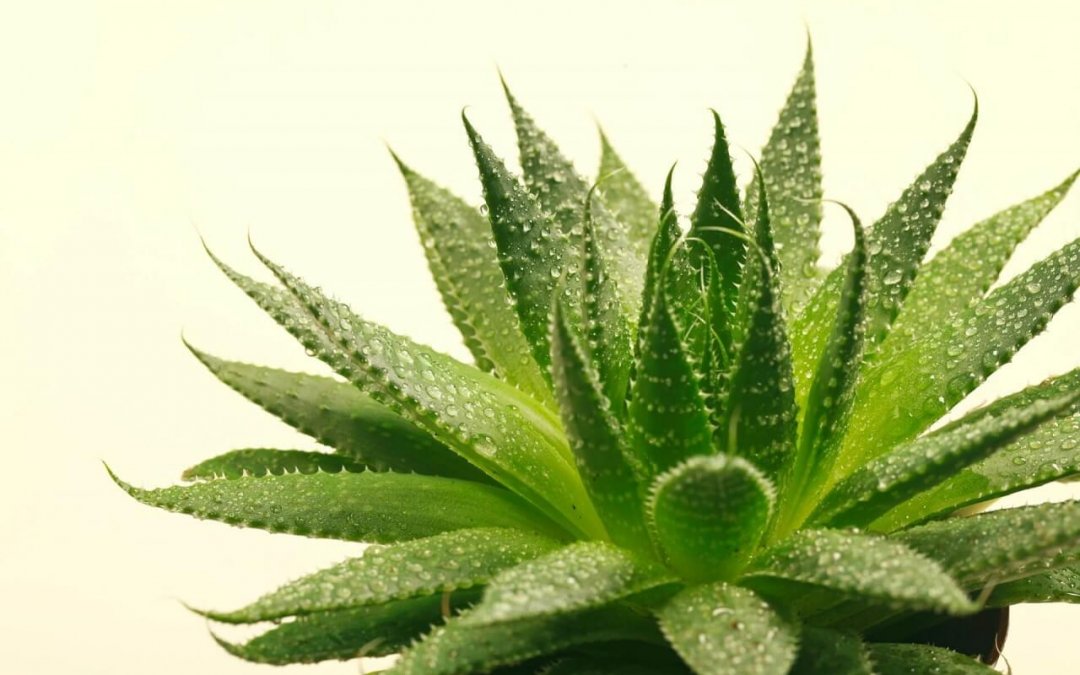 Câncer de mama – Pacientes tratadas com radioterapia