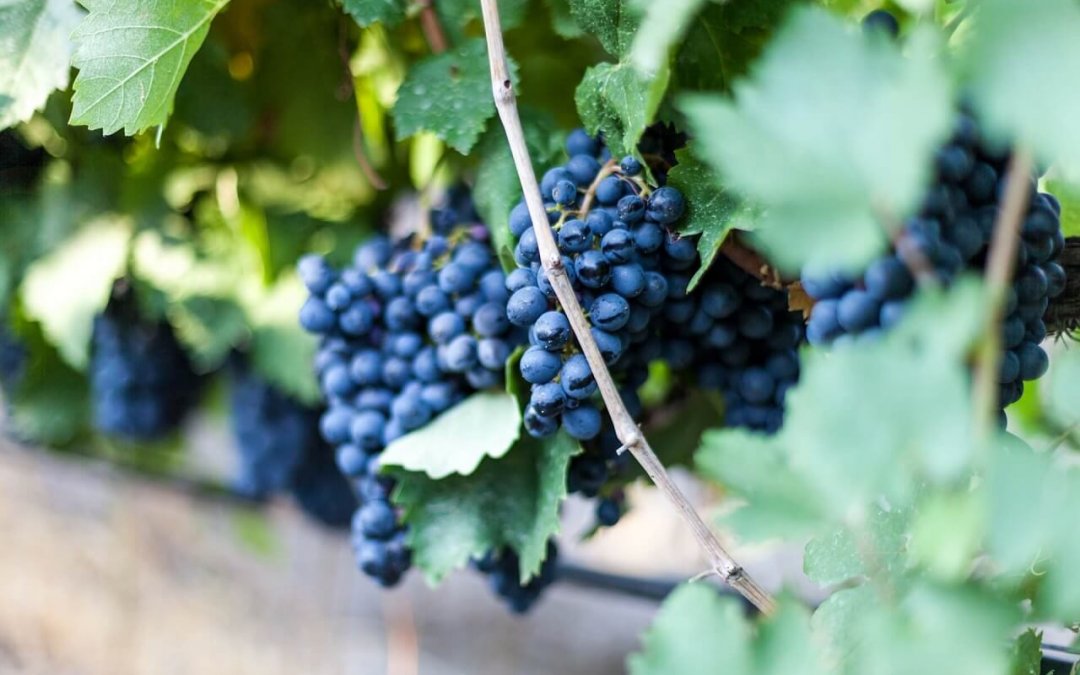 Combatendo os radicais livres