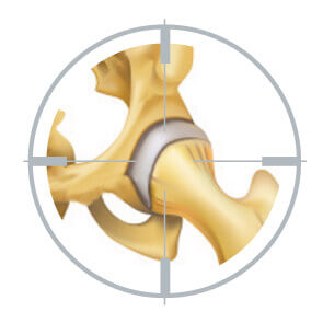 Ossos e articulações