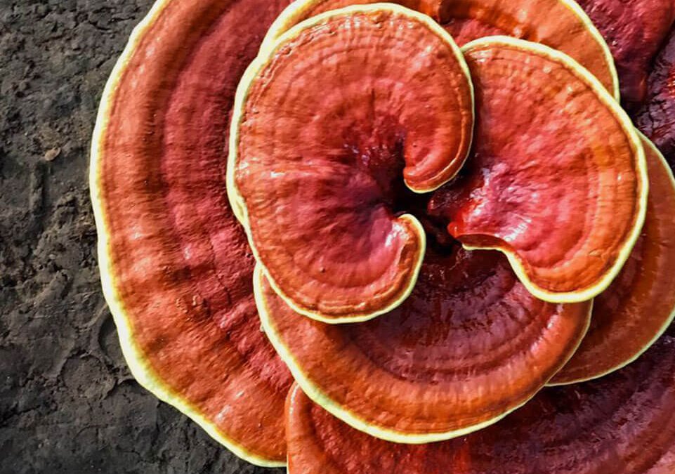 Ganoderma: o cogumelo do imperador