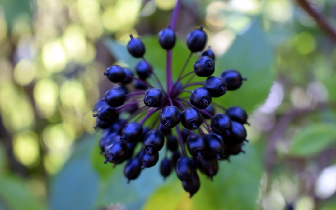 刺五加 Ginseng Siberiano
