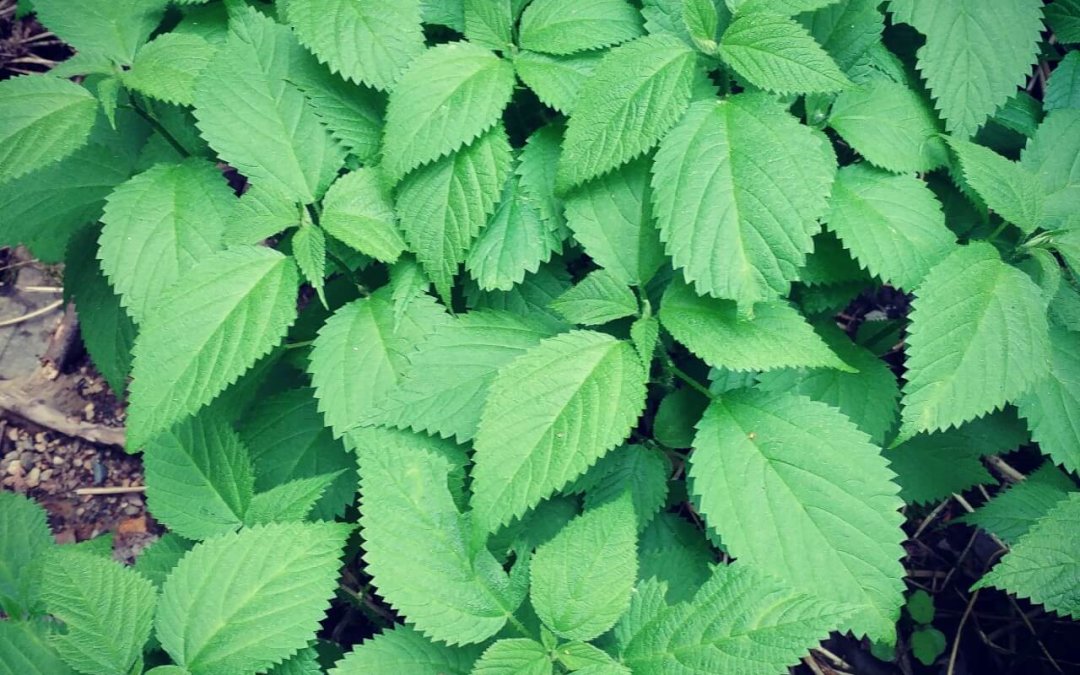 He Shou Wu (Fo-ti) 何首乌