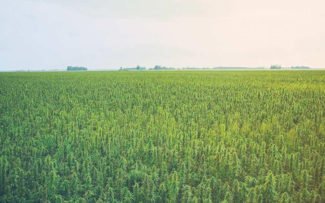 De onde vem o Canabidiol manipulado pela Proderma?